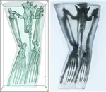 Scalable DICOM 3D-printed phantoms mimicking marine mammal bone and soft tissue