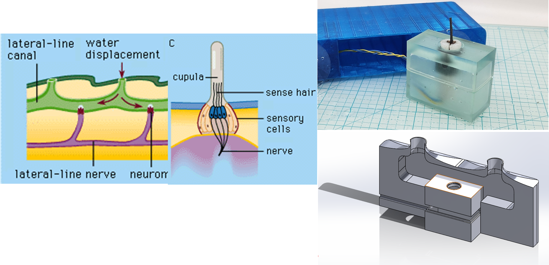 Sensing like aquatic organisms: using electroactive polymers (EAPs) in ...